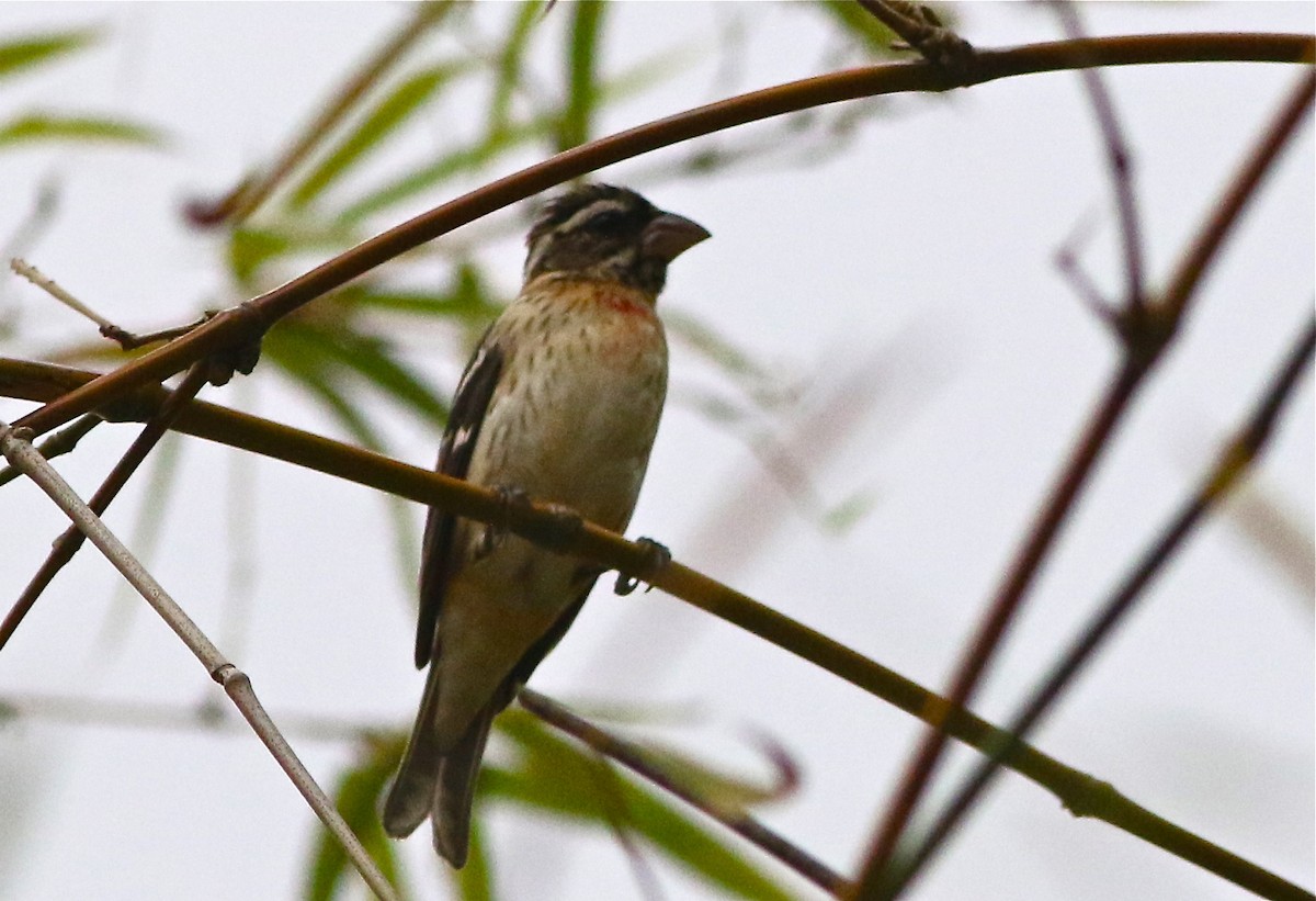 Rose-breasted Grosbeak - ML49331581