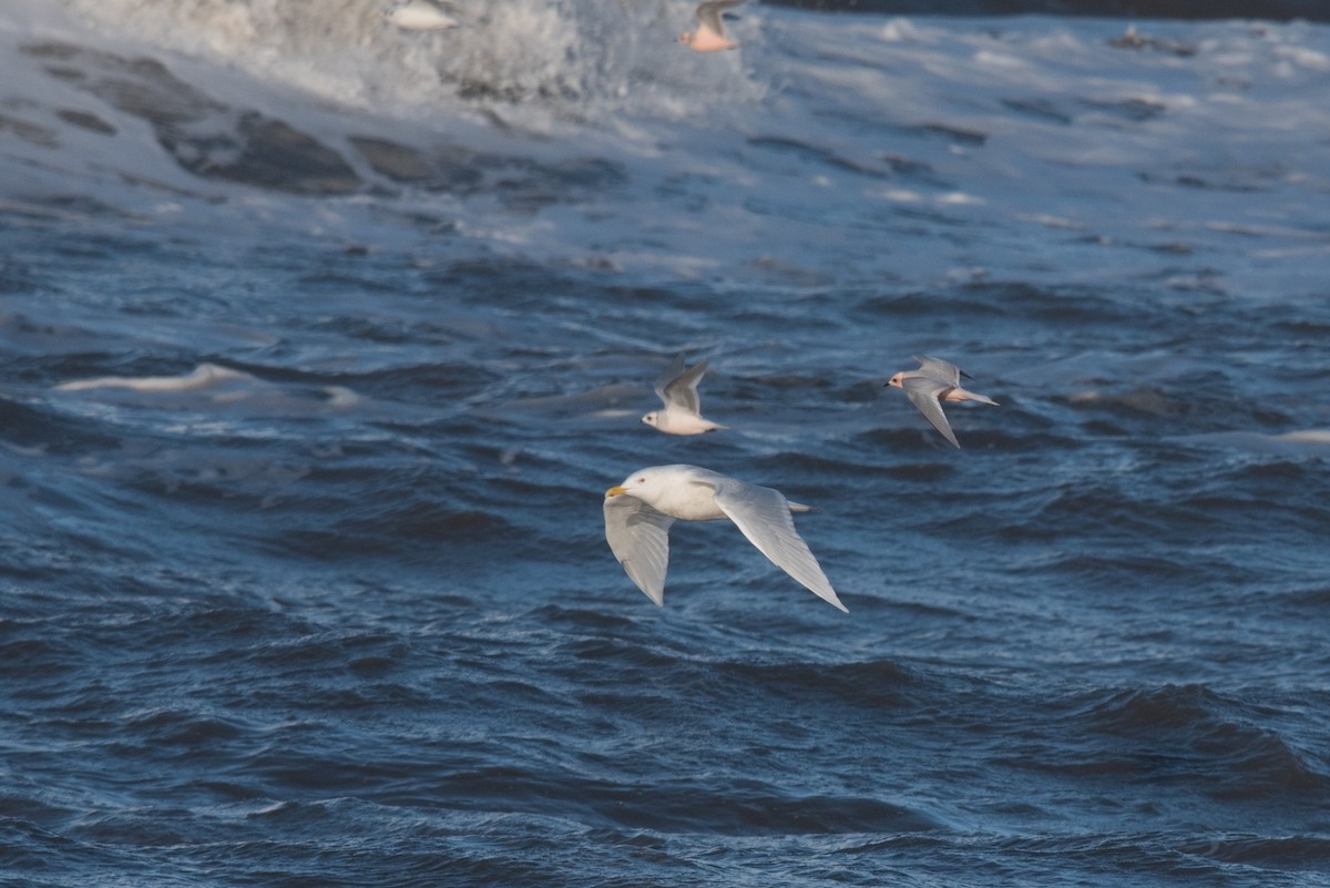 Glaucous Gull - ML493316131