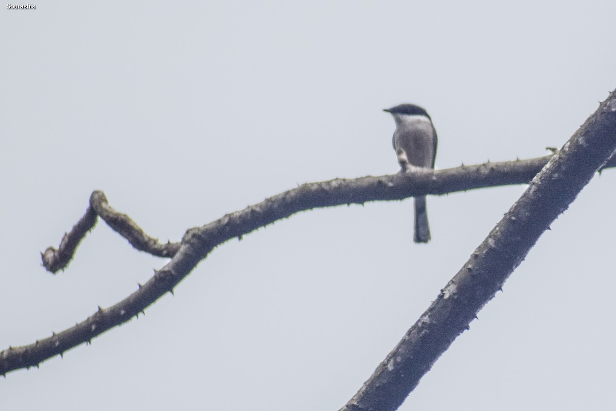 Bar-winged Flycatcher-shrike - ML493316781