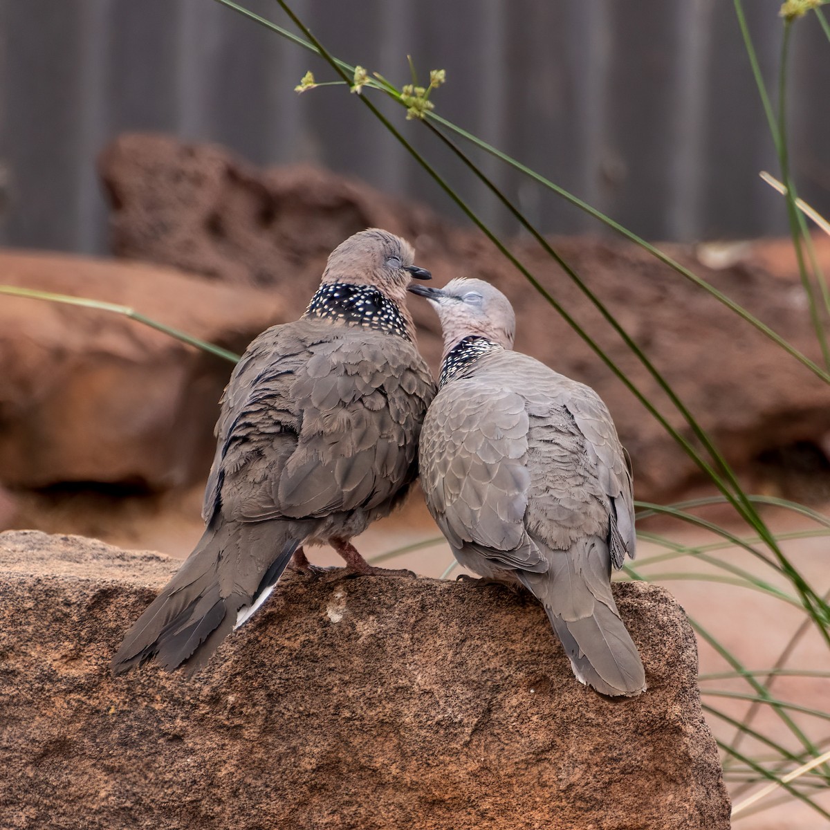 Spotted Dove - ML493317061