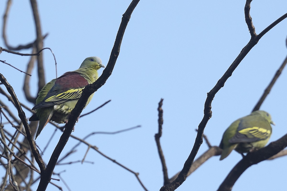 Gray-fronted Green-Pigeon - ML493317681