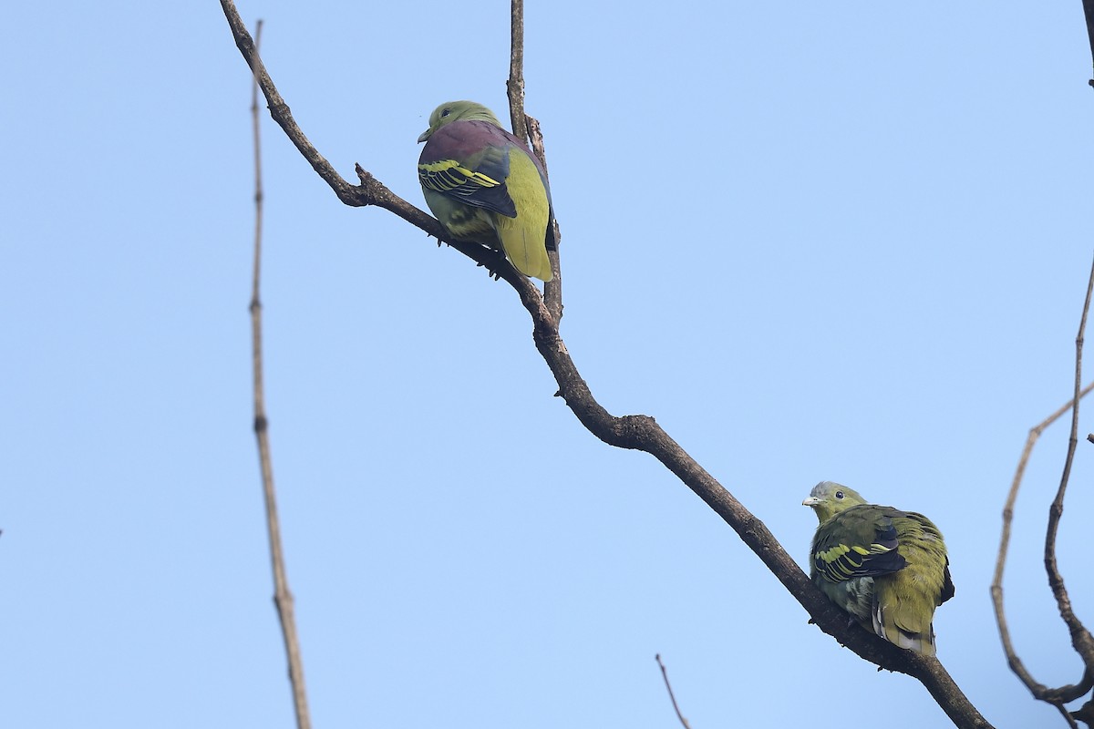 Gray-fronted Green-Pigeon - ML493317691