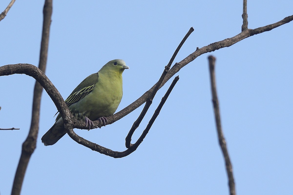 Gray-fronted Green-Pigeon - ML493317701