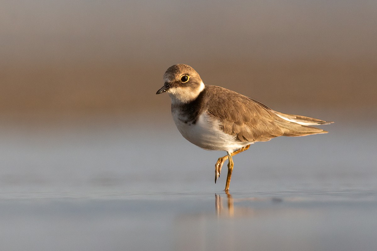 Little Ringed Plover - ML493317981