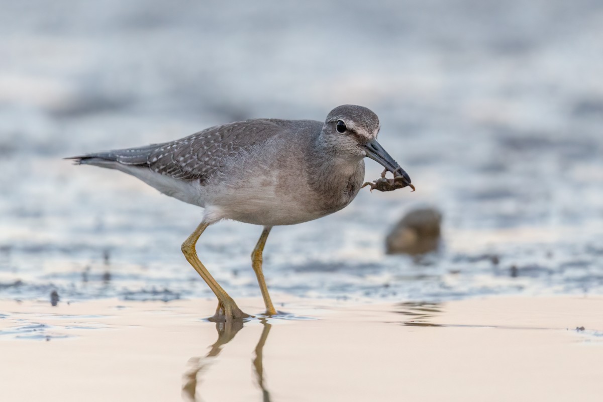 Gray-tailed Tattler - ML493318001