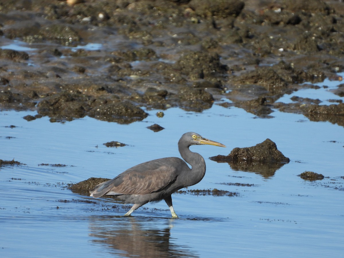 Pacific Reef-Heron - ML493319021