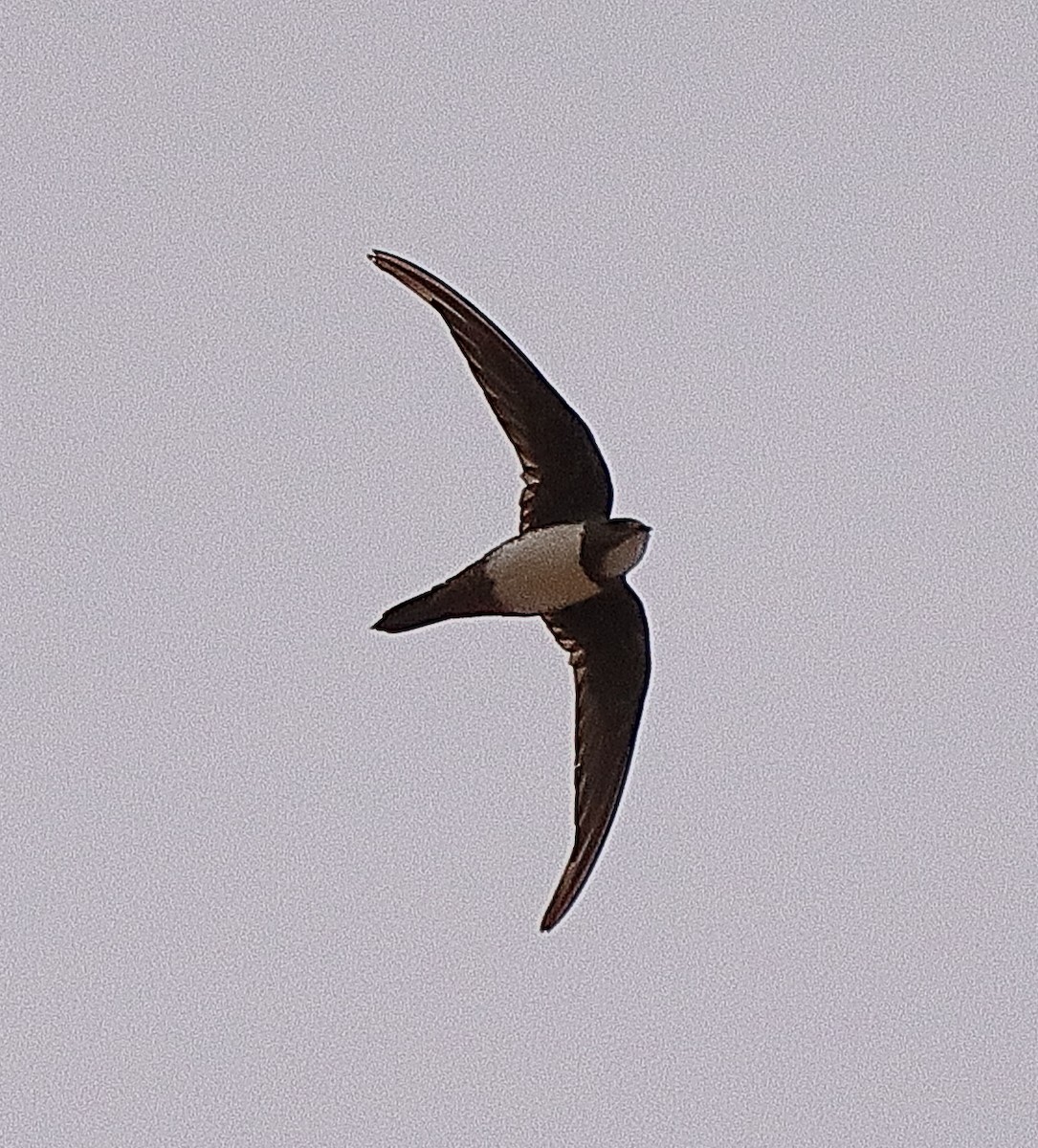 Alpine Swift - ML493320021