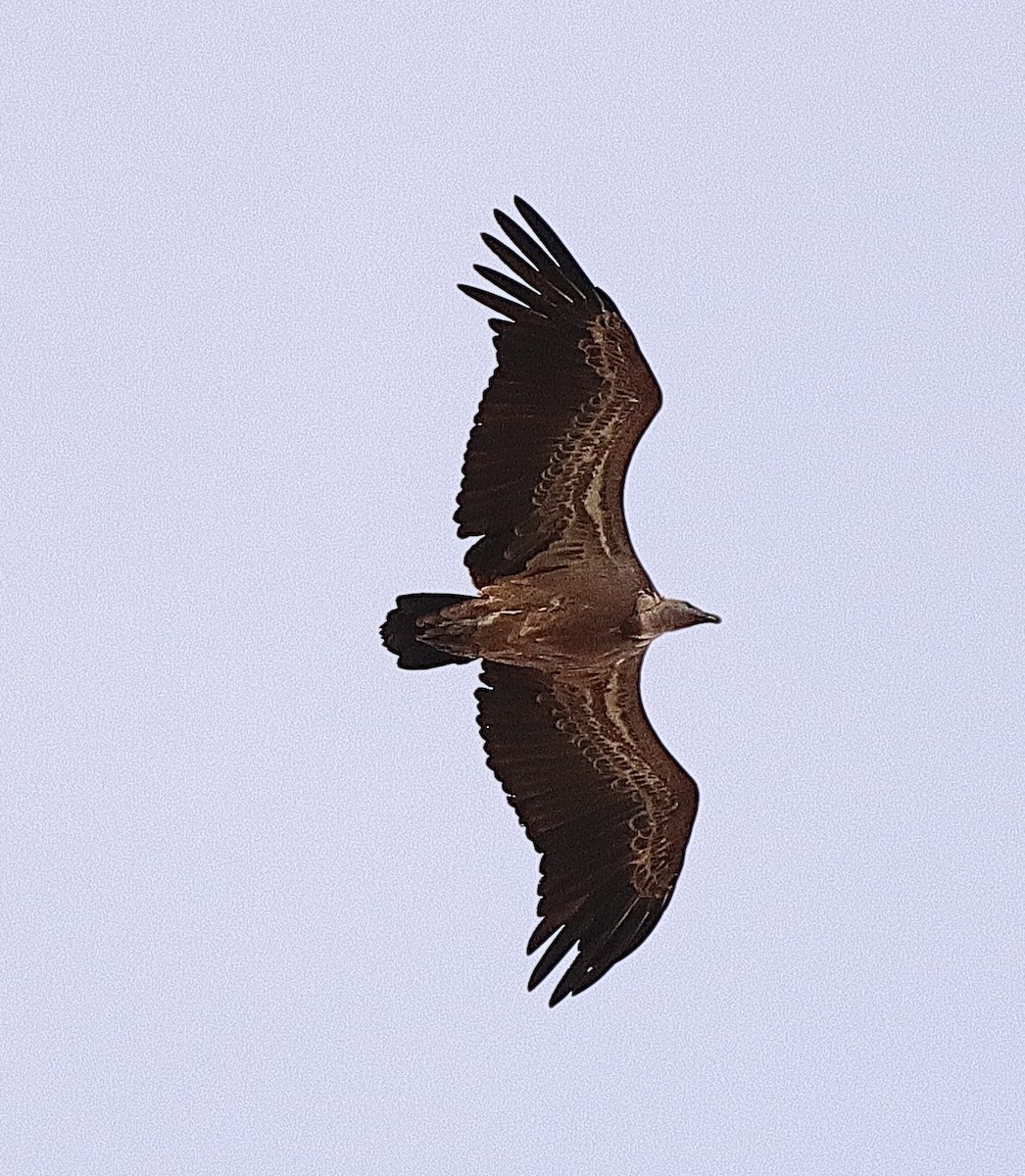 Eurasian Griffon - ML493320031