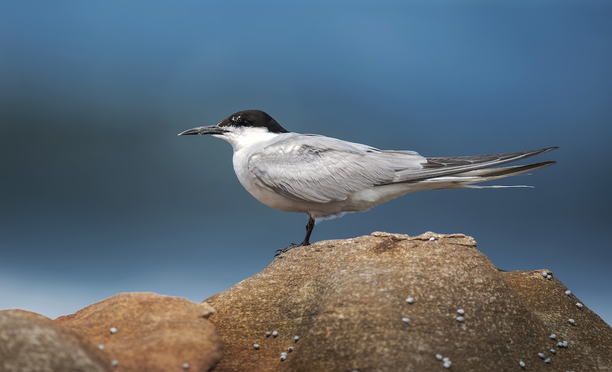 Common Tern - ML493320121