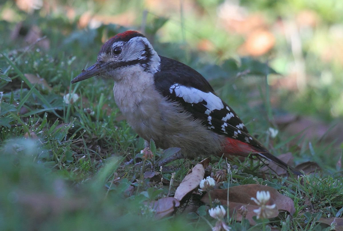 Himalayan Woodpecker - ML493320801