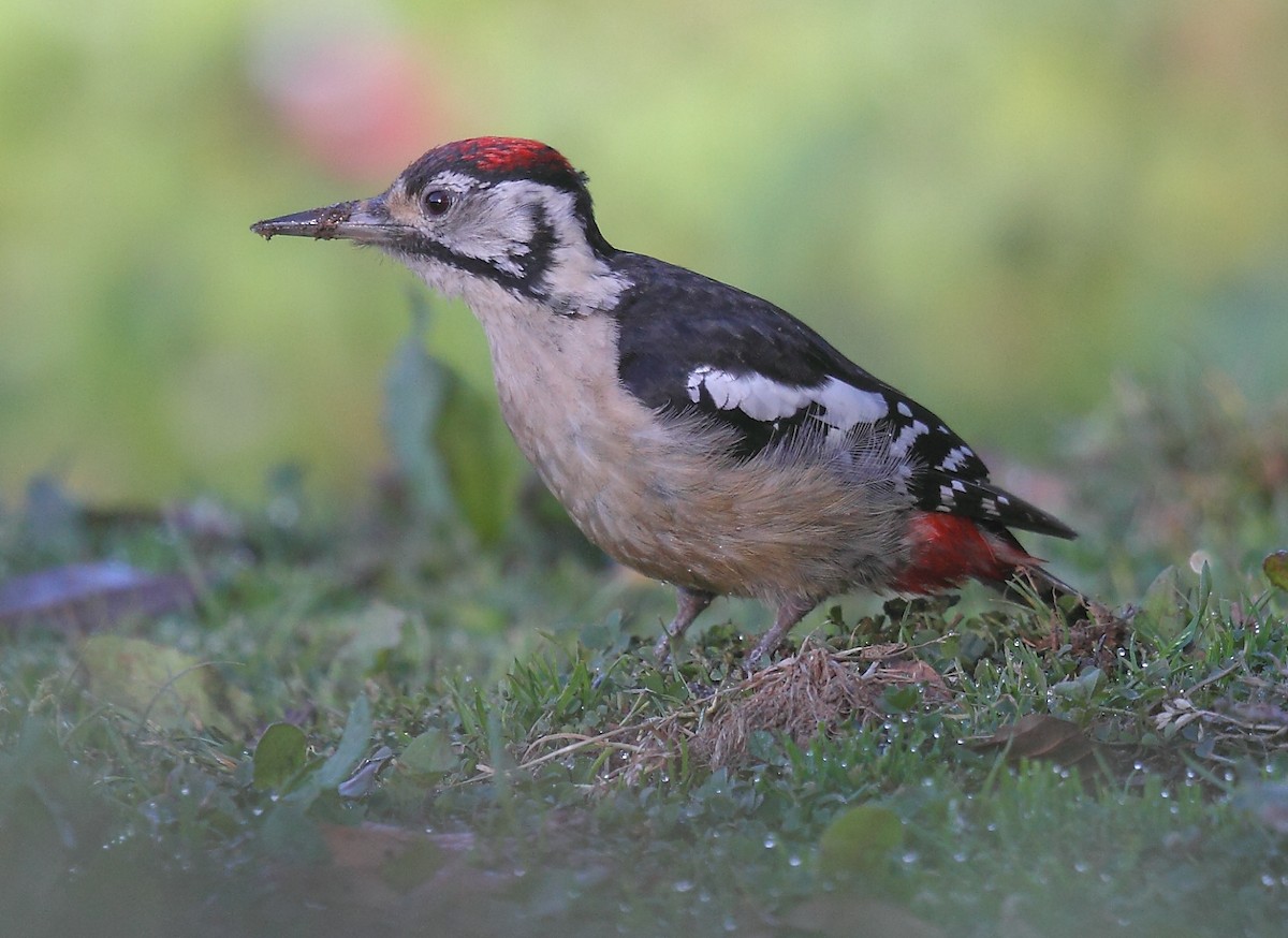 Himalayan Woodpecker - ML493320821