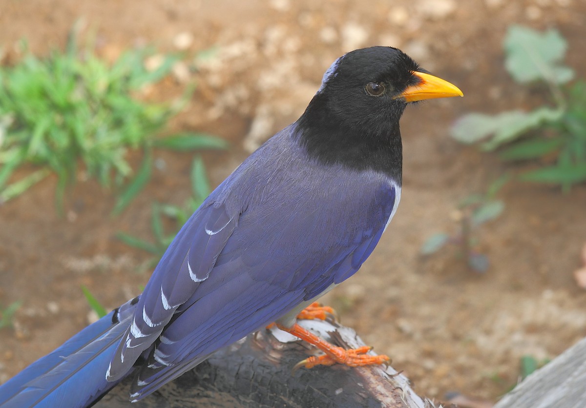 Yellow-billed Blue-Magpie - ML493320971