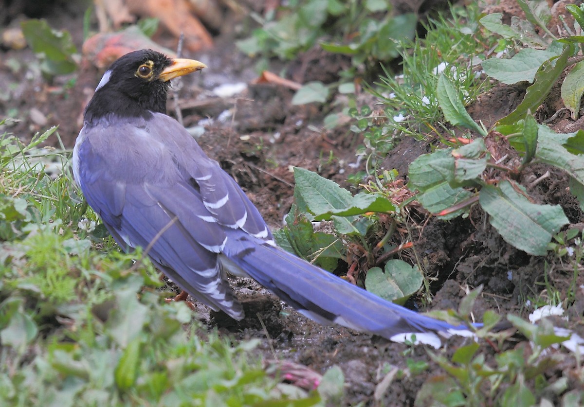 Yellow-billed Blue-Magpie - ML493320981