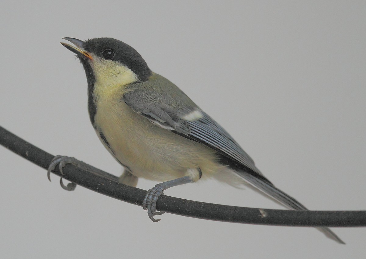 Green-backed Tit - ML493321151