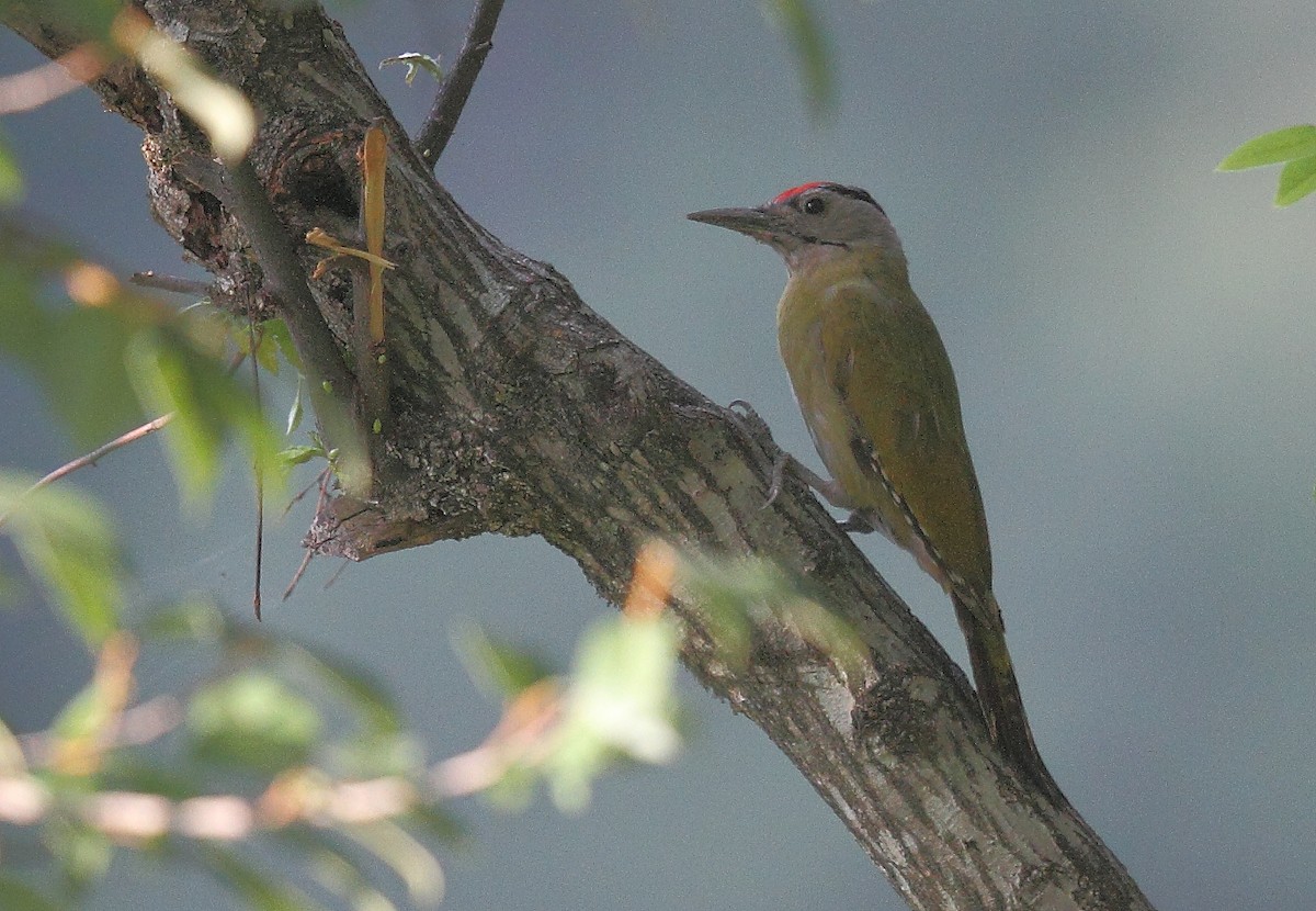 Gray-headed Woodpecker - Krishnan Sivasubramanian