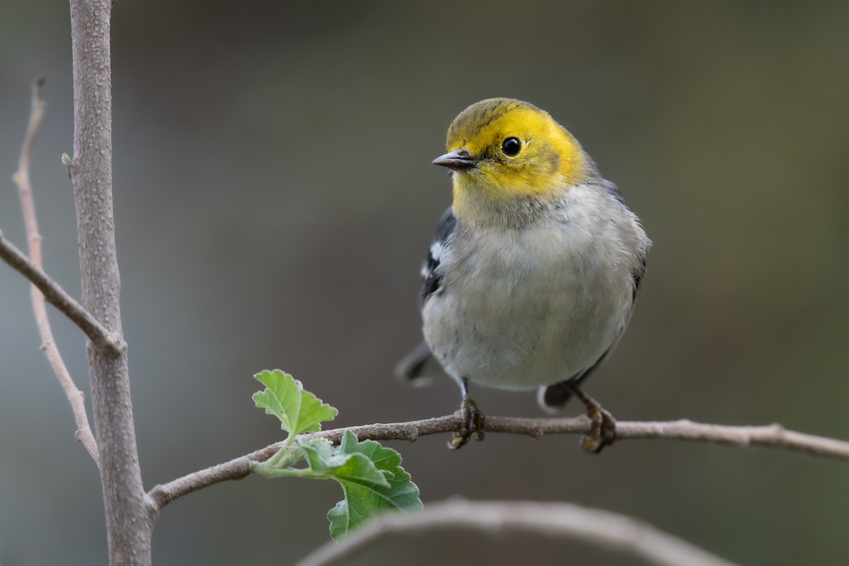 Hermit Warbler - ML493322791