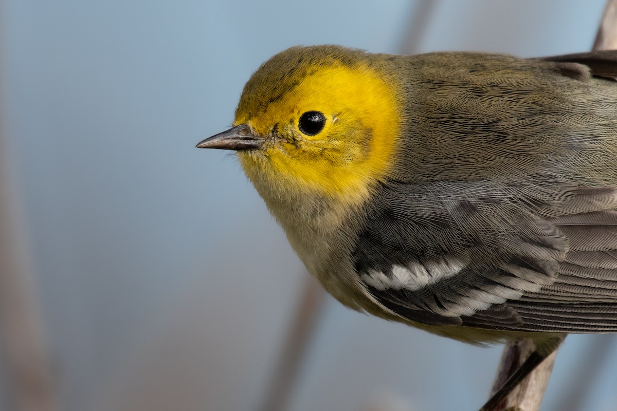 Hermit Warbler - ML493322821