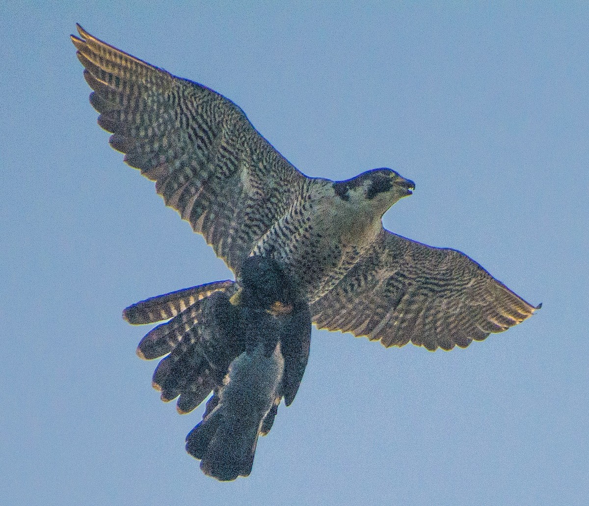 Peregrine Falcon - ML493323021