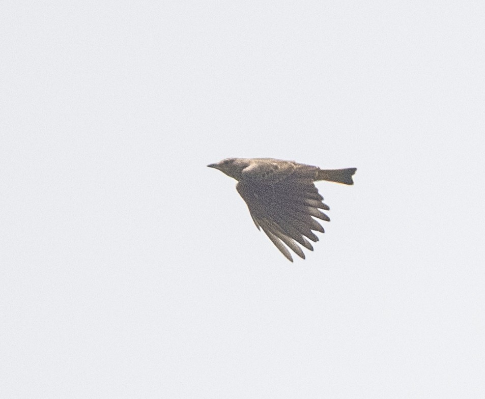 Rufous-tailed Lark - Rakesh Das