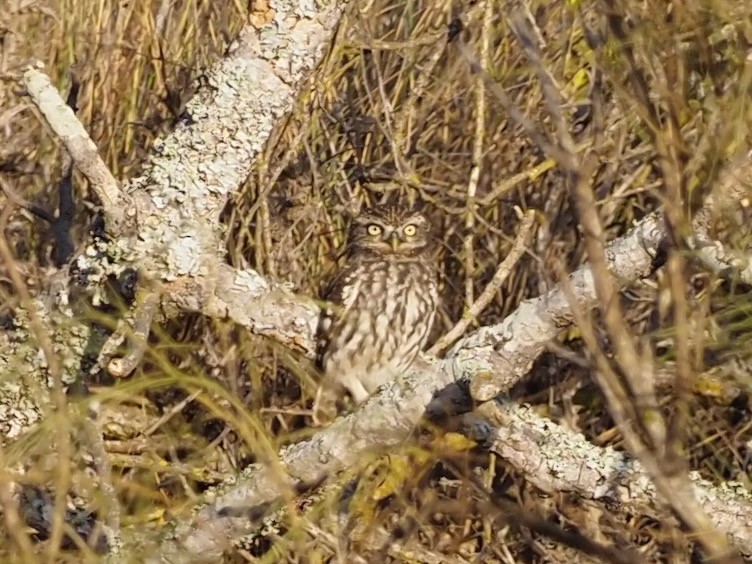 Little Owl - Robert Gowan