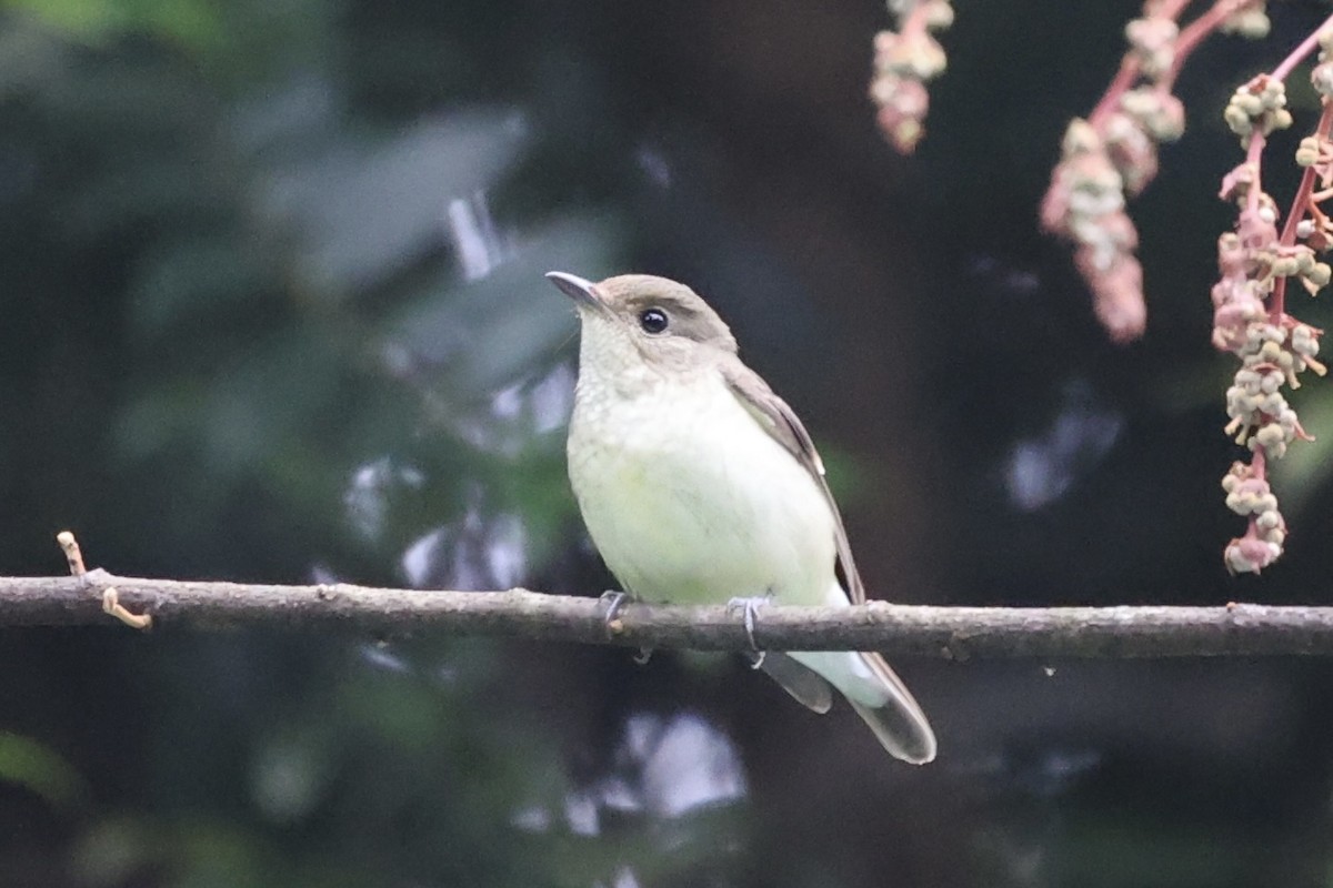 Yellow-rumped Flycatcher - ML493325401