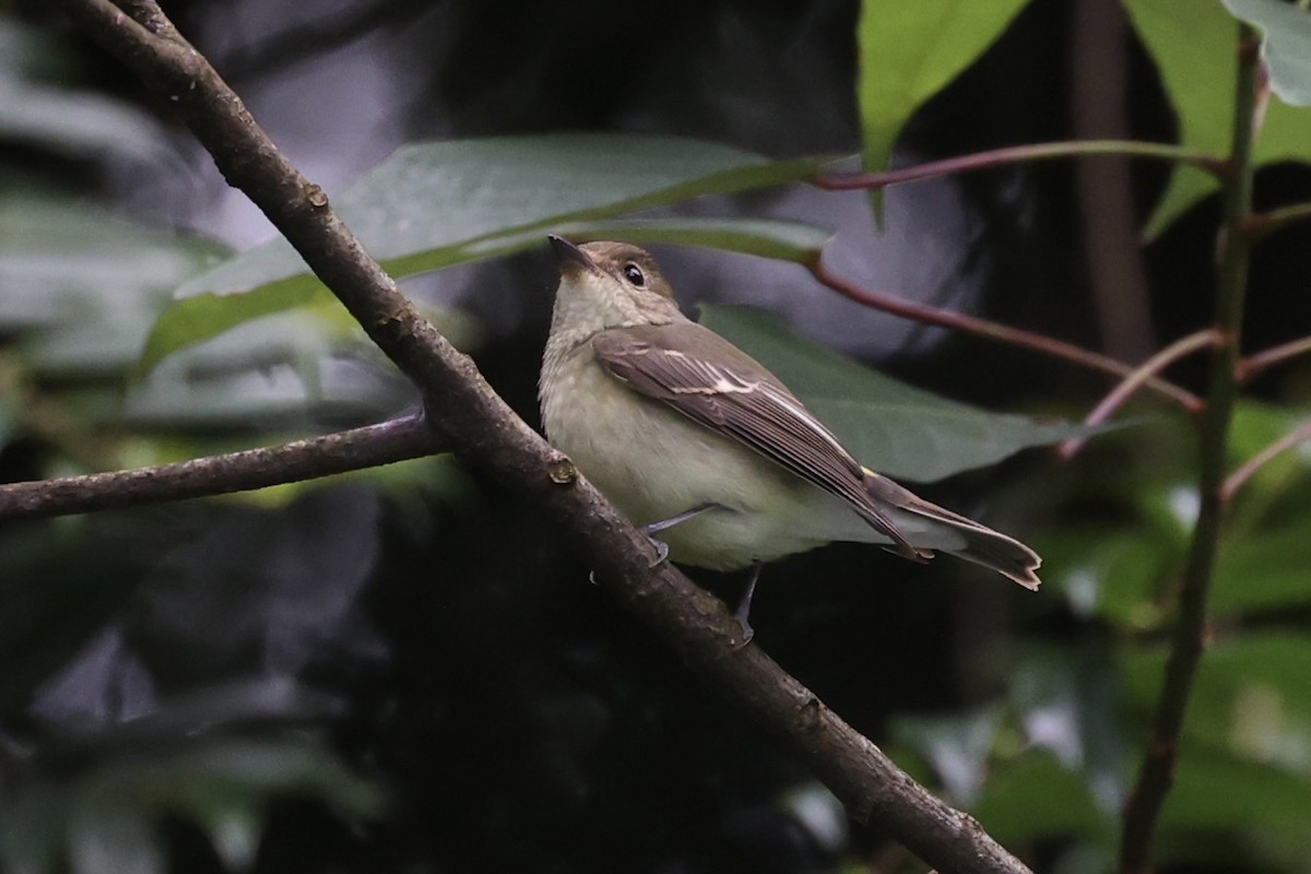 Yellow-rumped Flycatcher - ML493325411