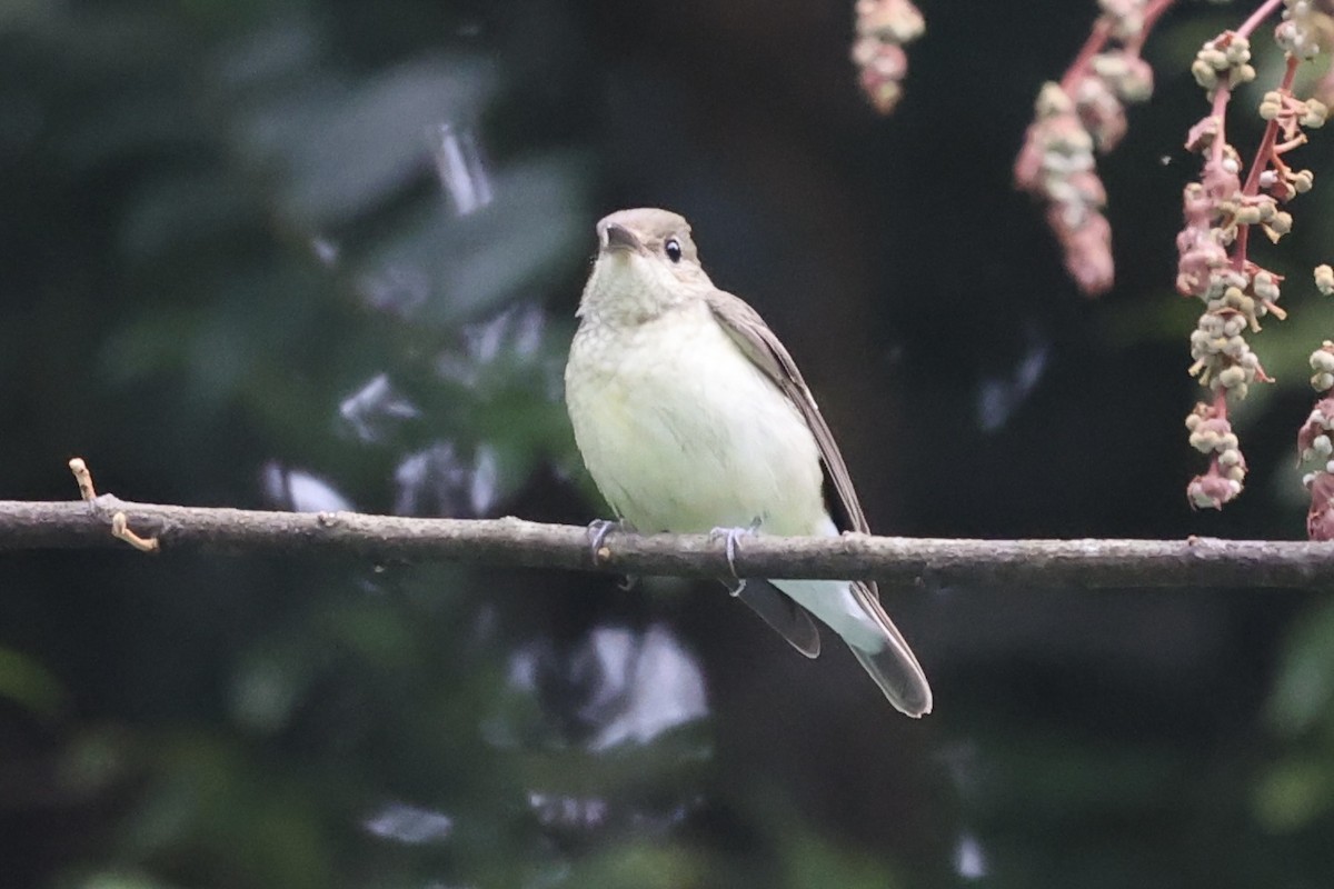 Yellow-rumped Flycatcher - ML493325431