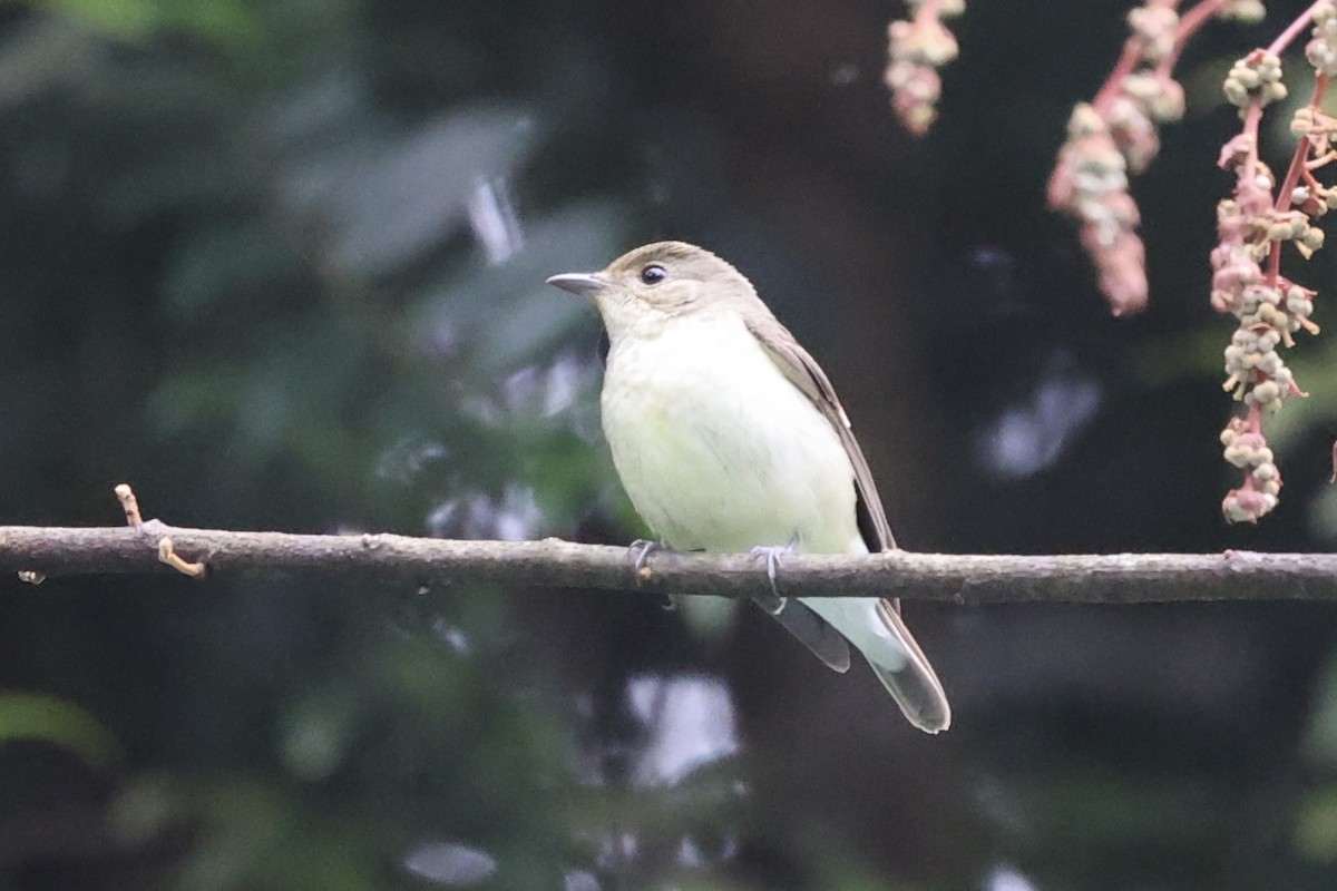 Yellow-rumped Flycatcher - ML493325441