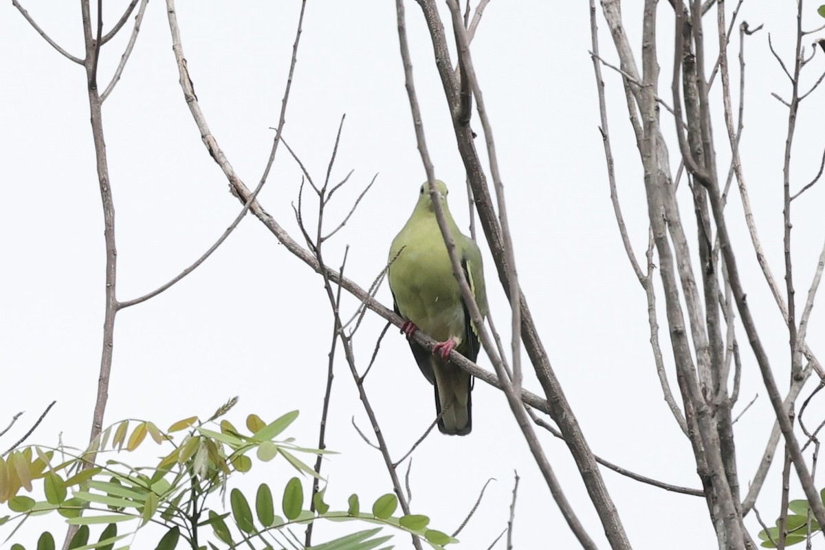 Розовошейный зелёный голубь - ML493325551