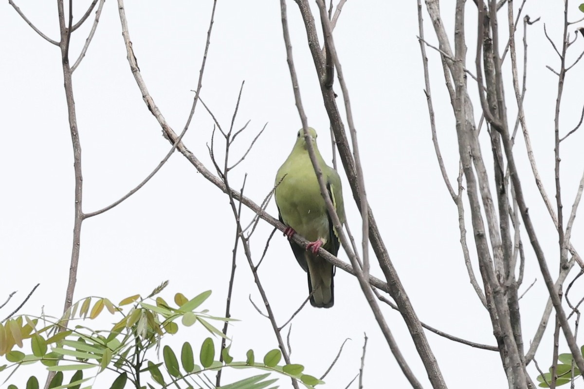 Pembe Boyunlu Yeşil Güvercin - ML493325551