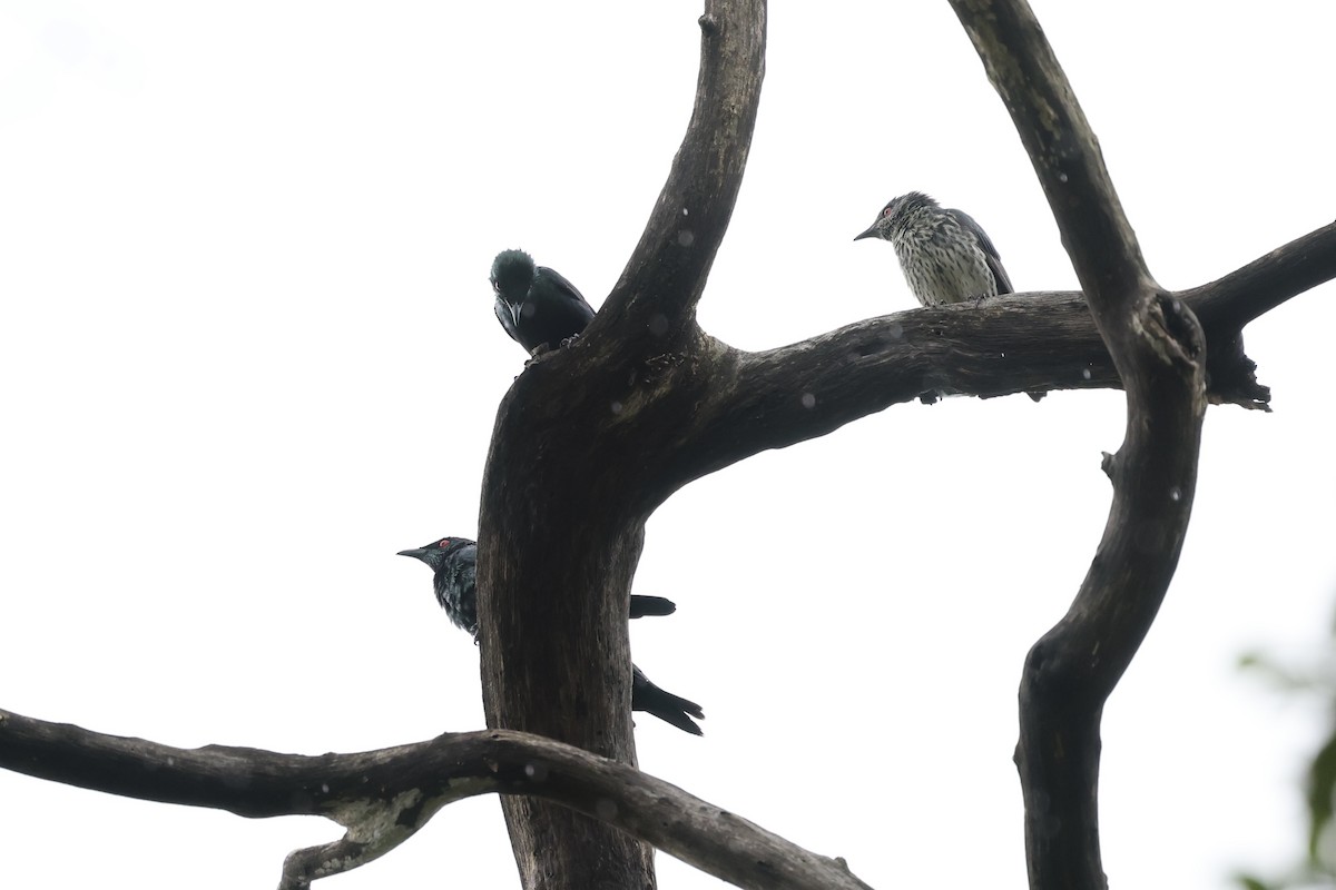 Asian Glossy Starling - ML493325581