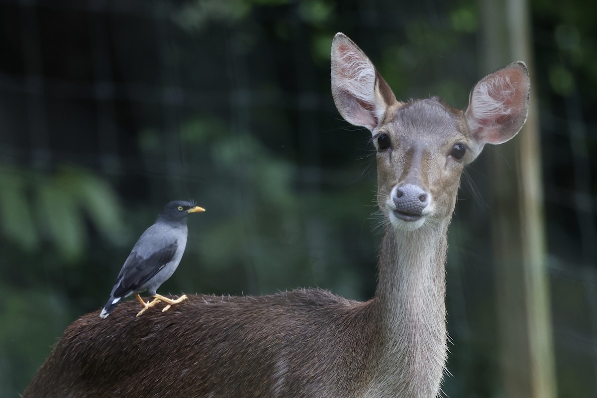 Javan Myna - Andrew William