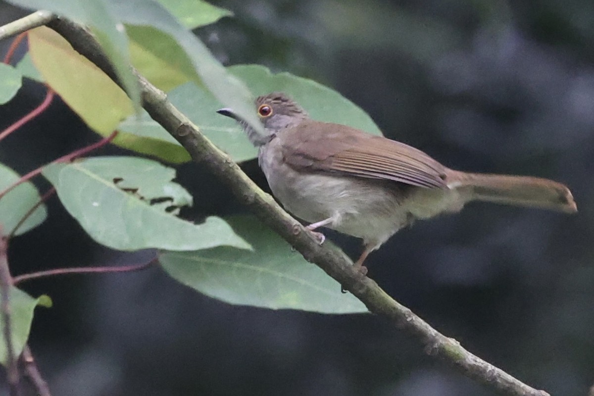 bulbul brýlatý - ML493325651