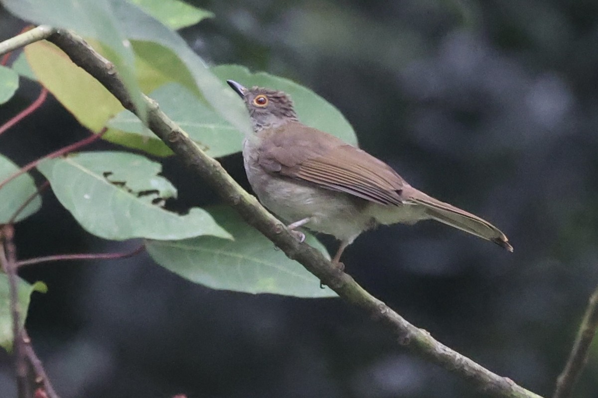 bulbul brýlatý - ML493325661