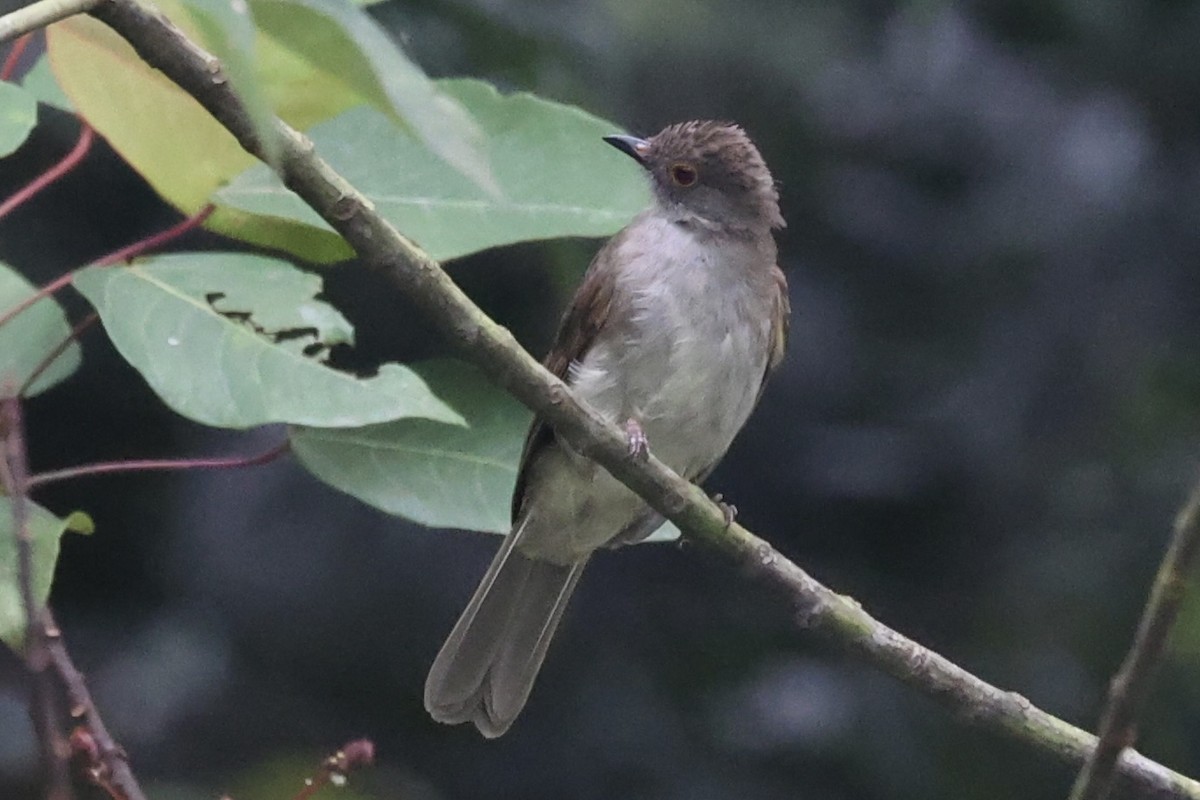 Bulbul de Anteojos - ML493325671