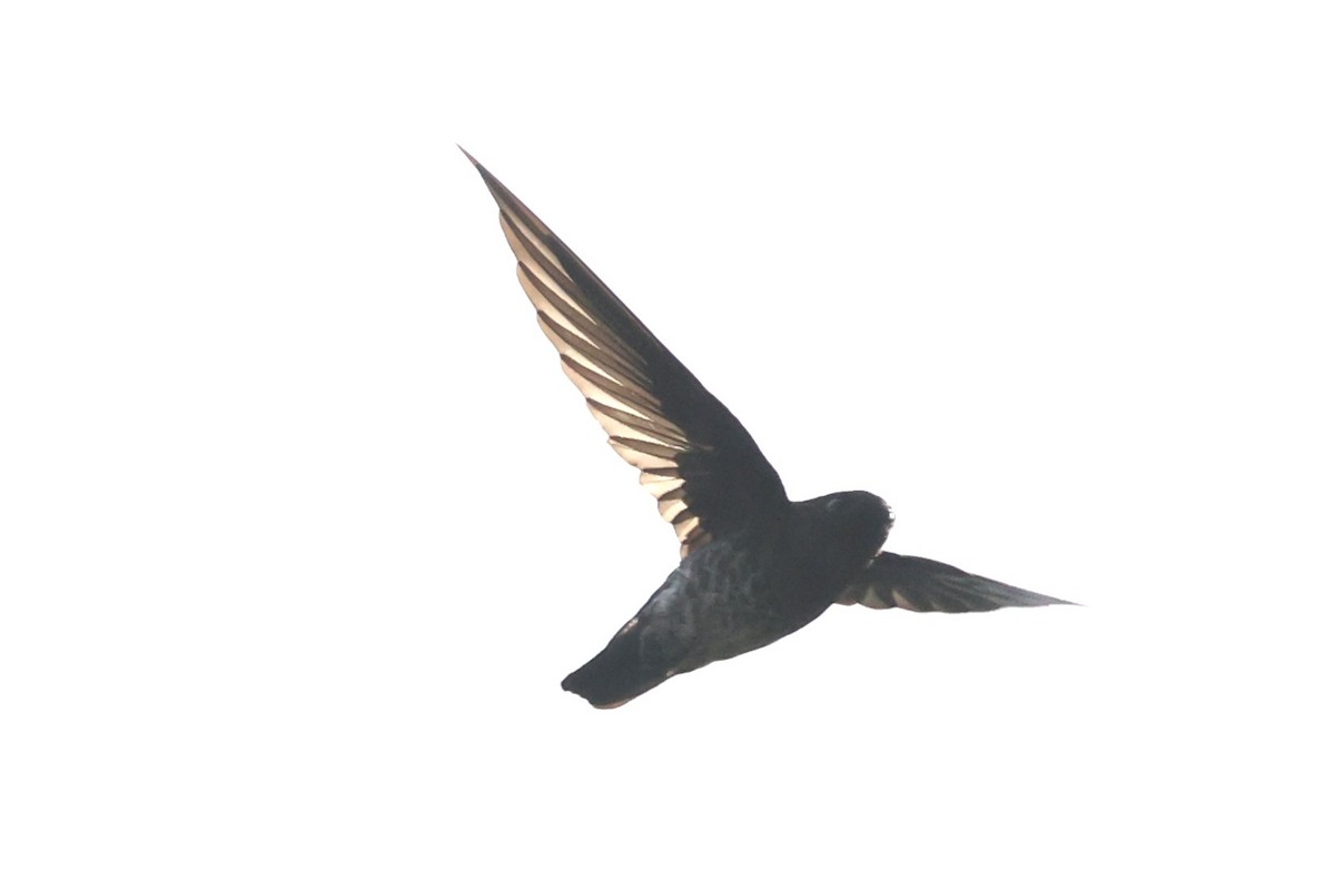 Plume-toed Swiftlet - Andrew William