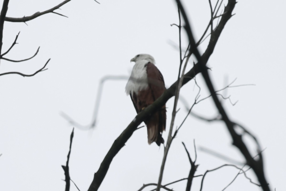 Brahminy Kite - ML493325761