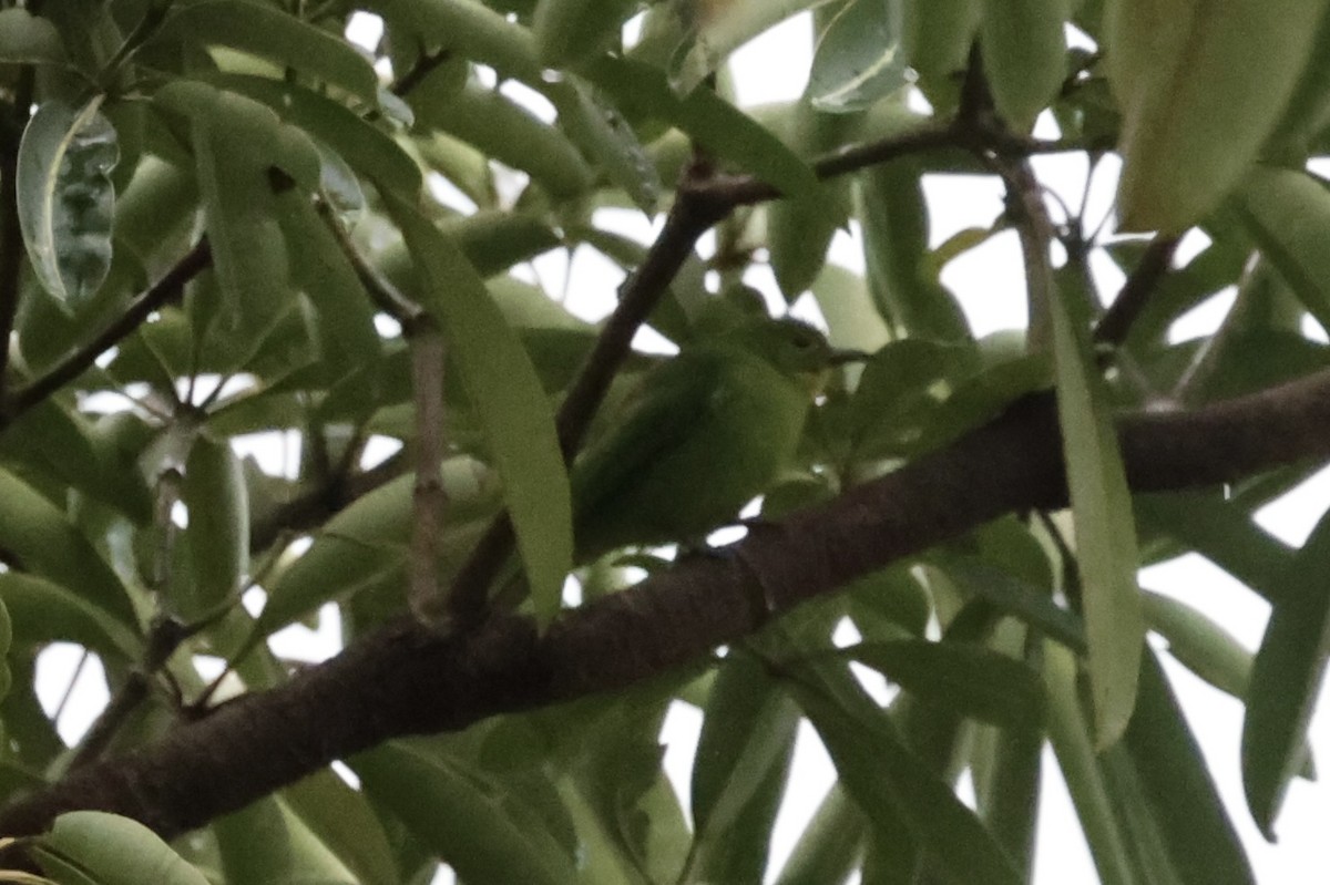 leafbird sp. - Andrew William