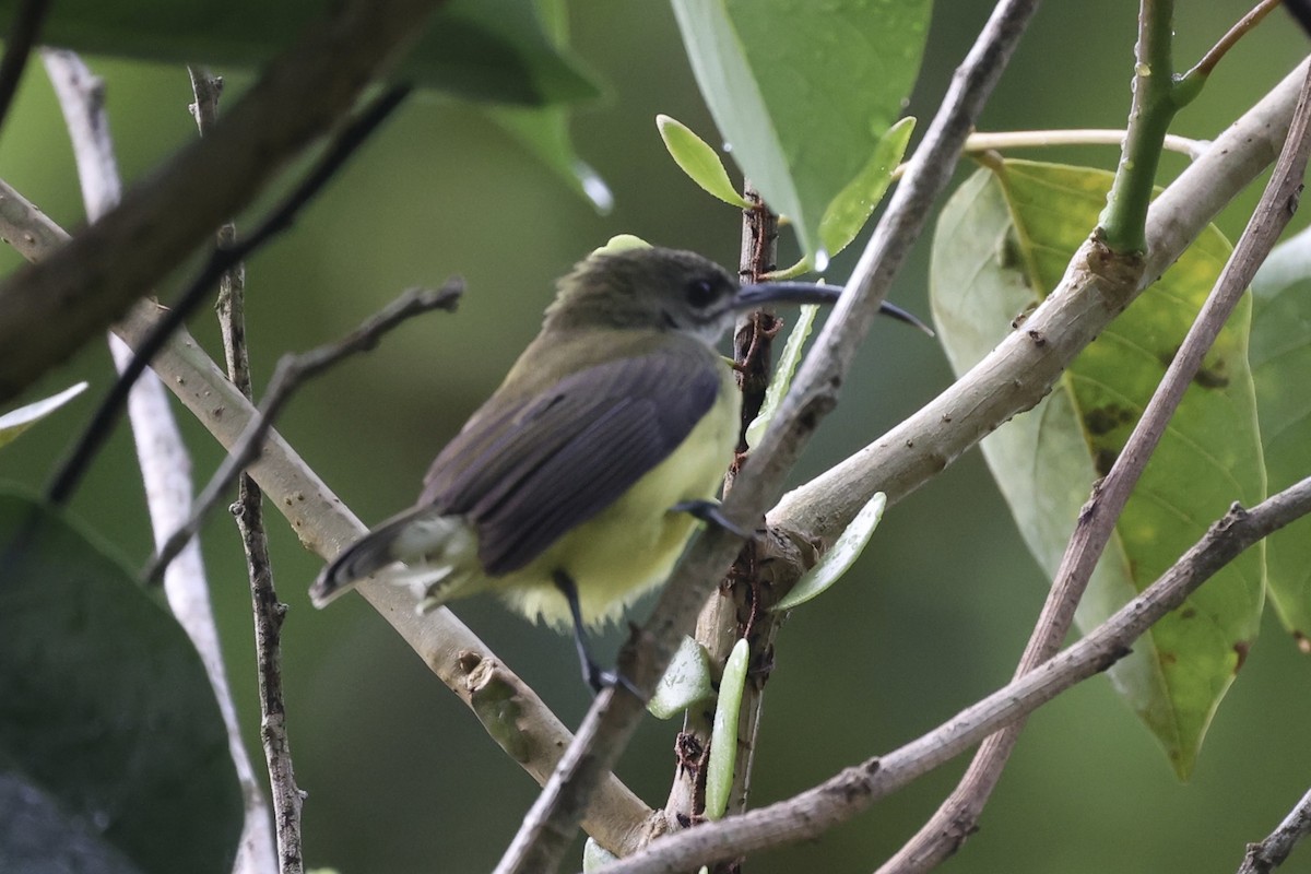 Little Spiderhunter - ML493326471