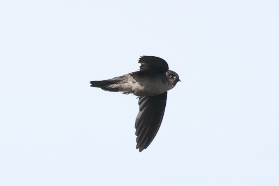 White-nest Swiftlet - ML493328011