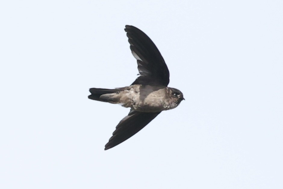 White-nest Swiftlet - ML493328021