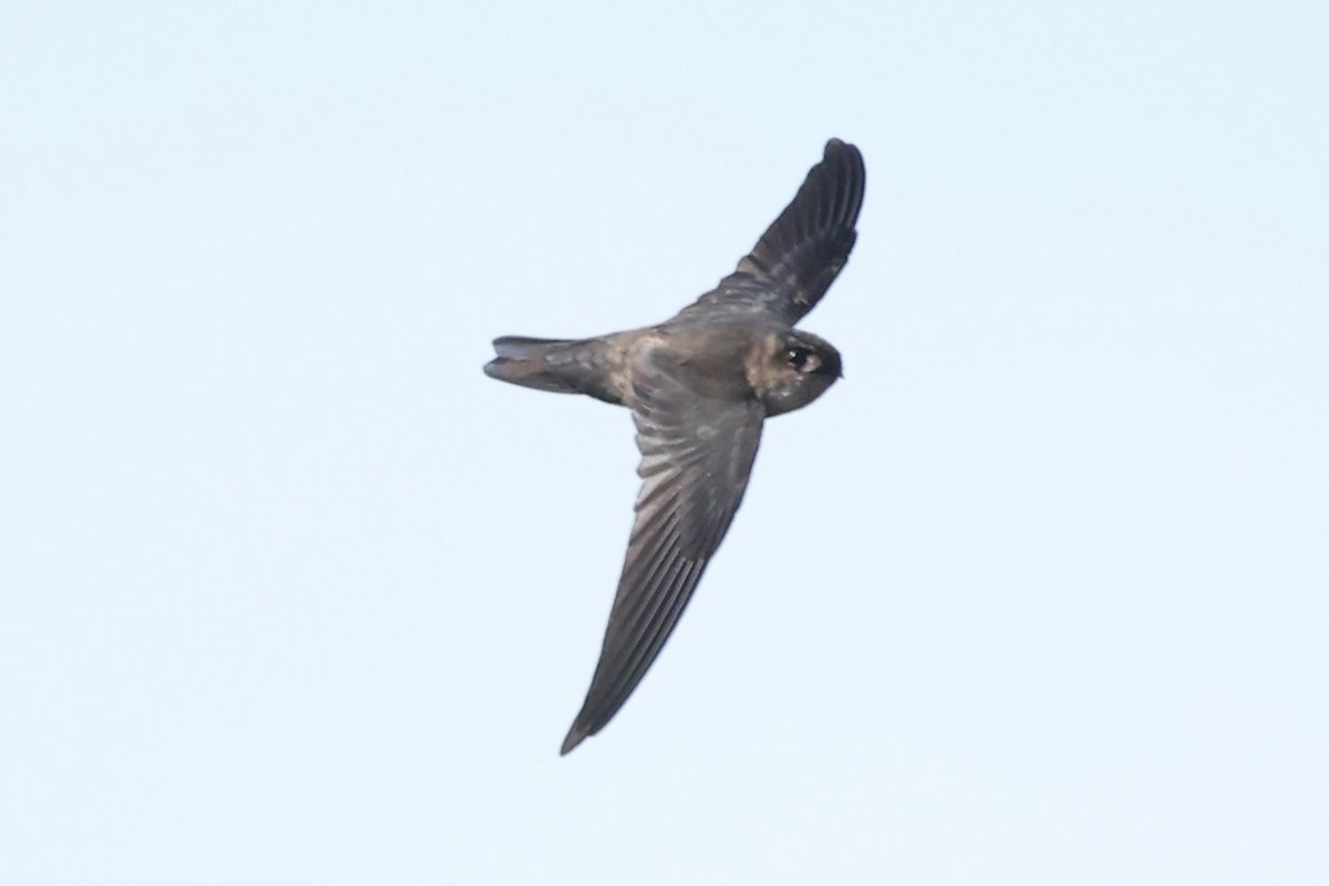 White-nest Swiftlet - ML493328031