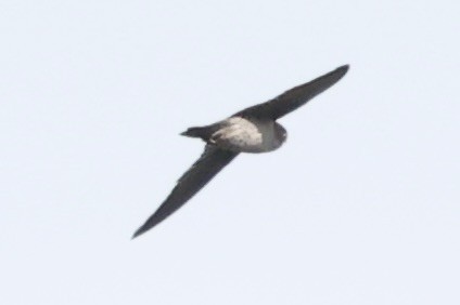 White-nest Swiftlet - ML493328041