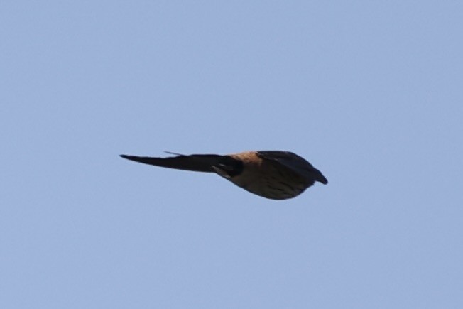 Striated Swallow - ML493328081
