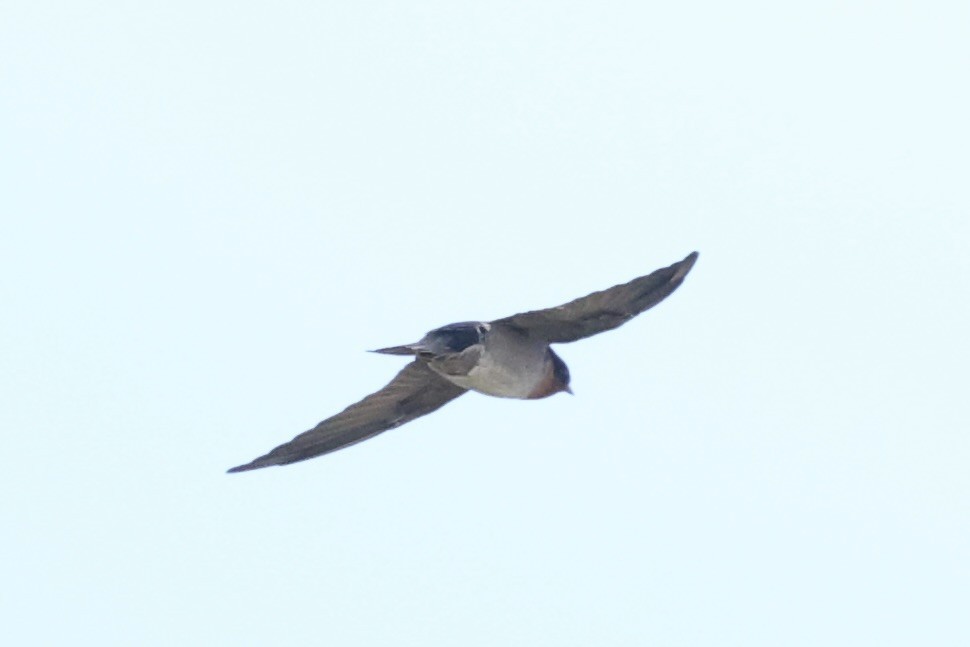 Pacific Swallow - ML493328231