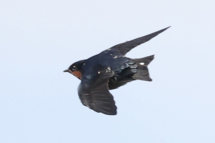 Pacific Swallow - ML493328241