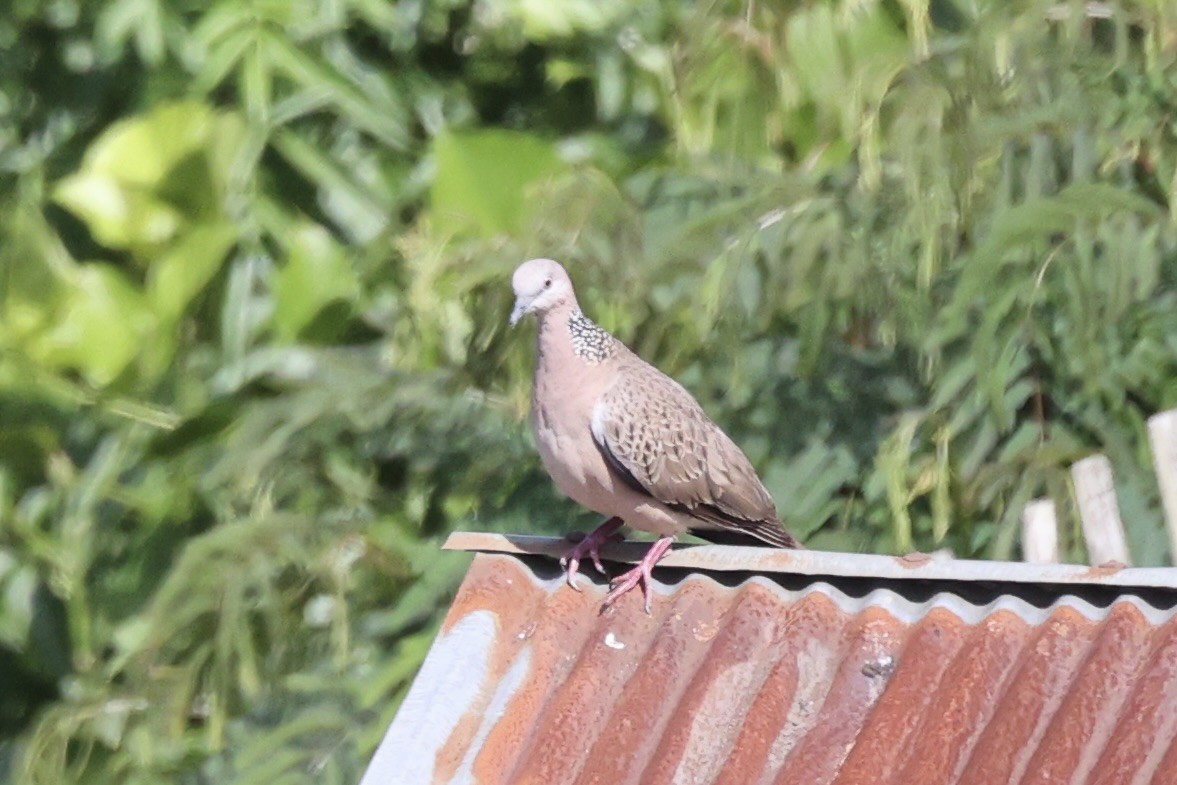 Spotted Dove - ML493328251