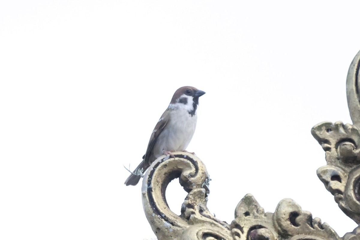 Eurasian Tree Sparrow - ML493328281