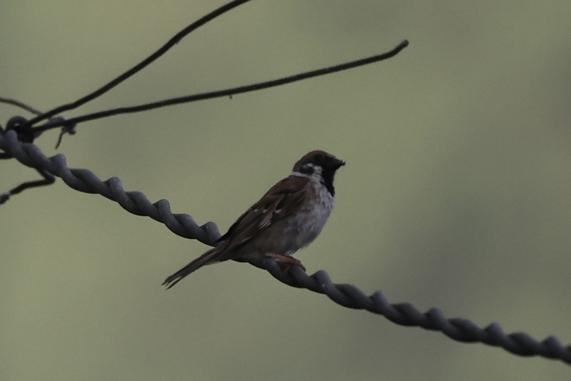 Eurasian Tree Sparrow - ML493328291