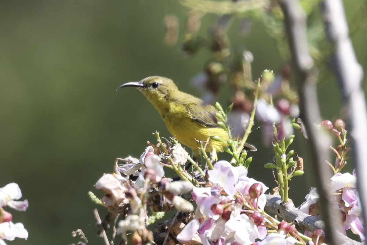 Ornate Sunbird - ML493328301